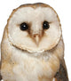 Portrait Barn Owl Tyto Wall Decal