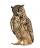 Eurasian Eagle-owl Looking Down Wall Decal