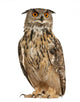 Eurasian Eagle-owl Looking Left Wall Decal