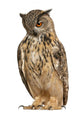 Eurasian Eagle-owl Standing Straight Wall Decal