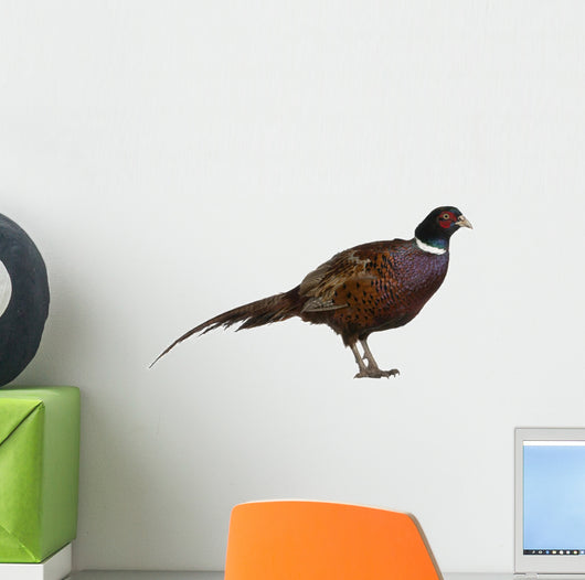 Male European Common Pheasant (Right) Wall Decal