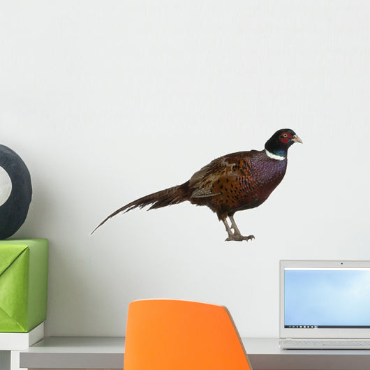 Male European Common Pheasant (Right) Wall Decal