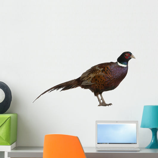 Male European Common Pheasant (Right) Wall Decal
