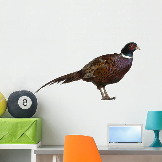 Male European Common Pheasant (Right) Wall Decal