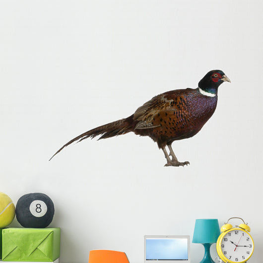 Male European Common Pheasant (Right) Wall Decal