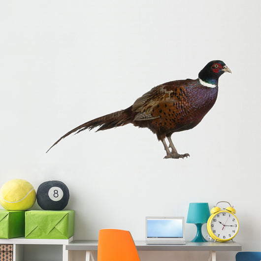 Male European Common Pheasant (Right) Wall Decal