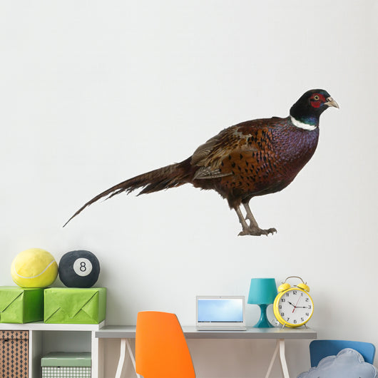Male European Common Pheasant (Right) Wall Decal
