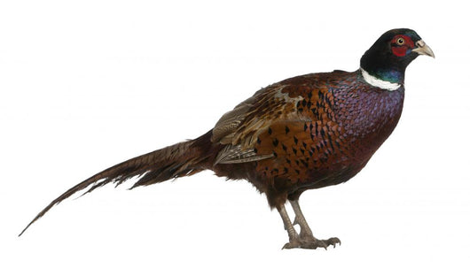 Male European Common Pheasant (Right) Wall Decal