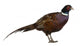 Male European Common Pheasant (Right) Wall Decal