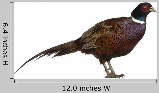 Male European Common Pheasant (Right) Wall Decal