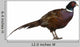 Male European Common Pheasant (Right) Wall Decal