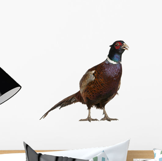 Male European Common Pheasant Wall Decal