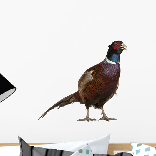 Male European Common Pheasant Wall Decal