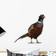 Male European Common Pheasant Wall Decal