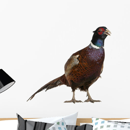Male European Common Pheasant Wall Decal