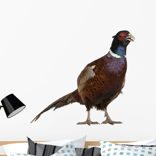 Male European Common Pheasant Wall Decal