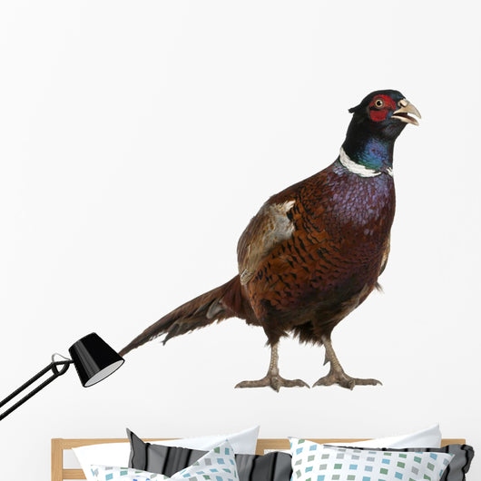 Male European Common Pheasant Wall Decal