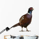 Male European Common Pheasant Wall Decal