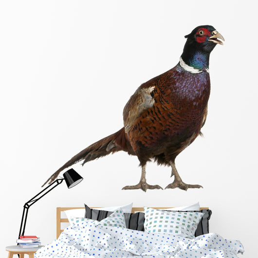 Male European Common Pheasant Wall Decal