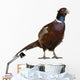 Male European Common Pheasant Wall Decal