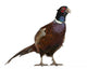 Male European Common Pheasant Wall Decal