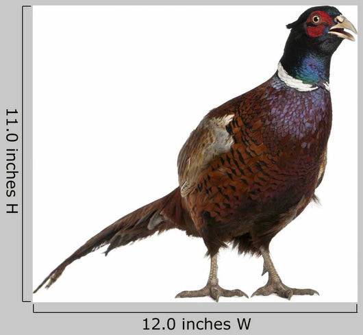 Male European Common Pheasant Wall Decal