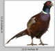 Male European Common Pheasant Wall Decal