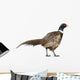 Male American Common Pheasant (Right) Wall Decal