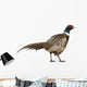 Male American Common Pheasant (Right) Wall Decal