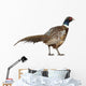 Male American Common Pheasant (Right) Wall Decal