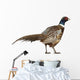 Male American Common Pheasant (Right) Wall Decal