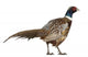 Male American Common Pheasant (Right) Wall Decal