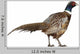 Male American Common Pheasant (Right) Wall Decal