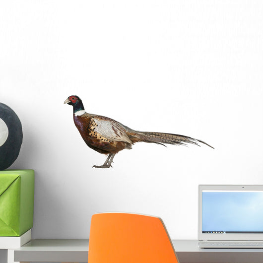 Male American Common Pheasant (Left) Wall Decal