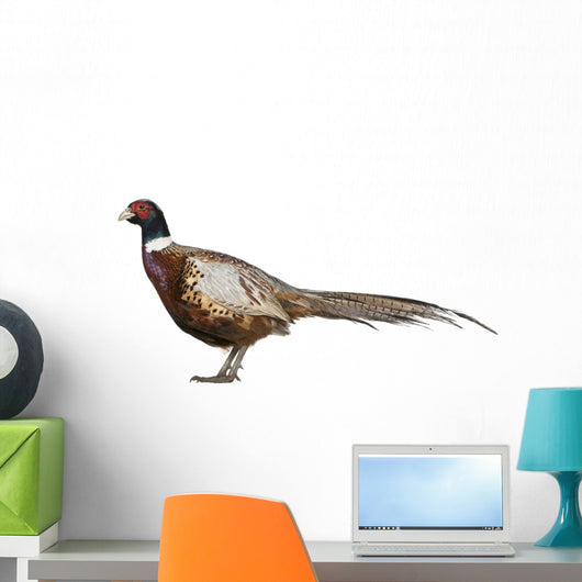 Male American Common Pheasant (Left) Wall Decal