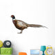 Male American Common Pheasant (Left) Wall Decal
