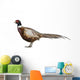 Male American Common Pheasant (Left) Wall Decal