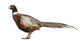 Male American Common Pheasant (Left) Wall Decal