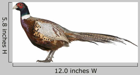 Male American Common Pheasant (Left) Wall Decal