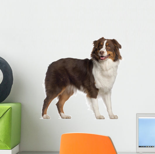 Portrait Australian Shepherd 1 Wall Decal