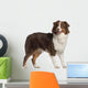 Portrait Australian Shepherd 1 Wall Decal