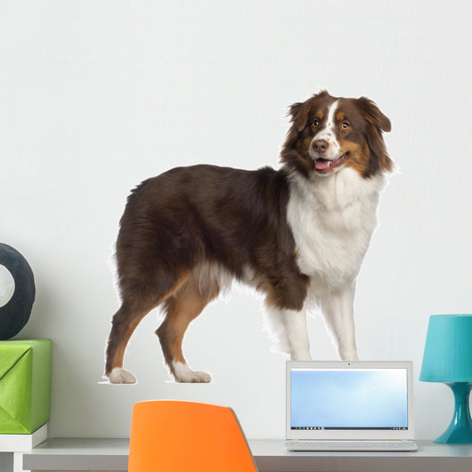 Portrait Australian Shepherd 1 Wall Decal