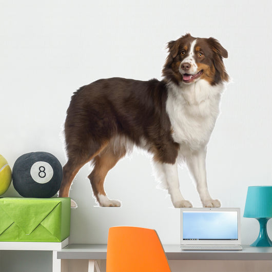 Portrait Australian Shepherd 1 Wall Decal