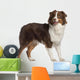 Portrait Australian Shepherd 1 Wall Decal