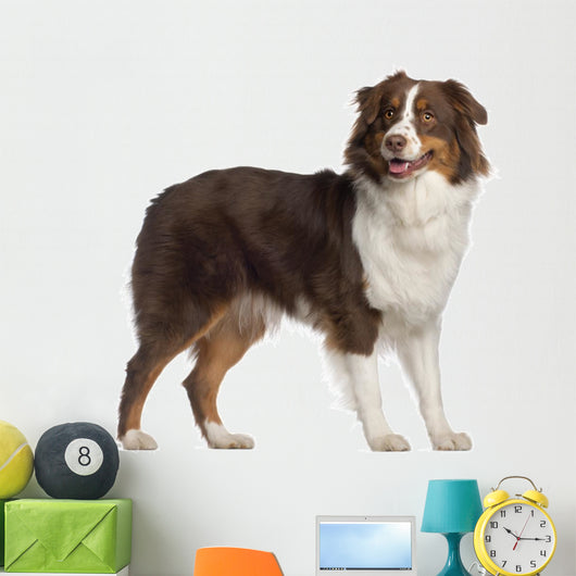 Portrait Australian Shepherd 1 Wall Decal