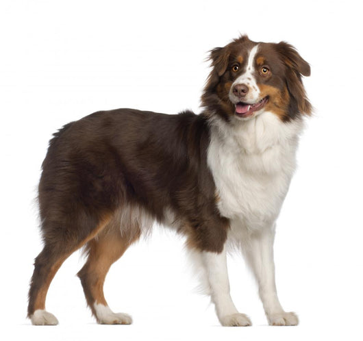Portrait Australian Shepherd 1 Wall Decal