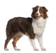 Portrait Australian Shepherd 1 Wall Decal