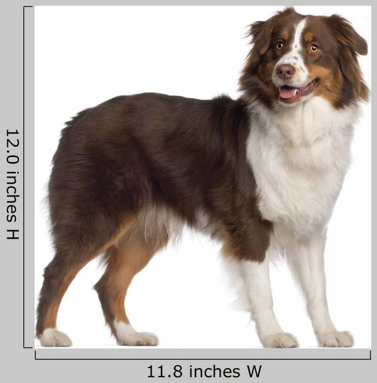 Portrait Australian Shepherd 1 Wall Decal