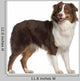 Portrait Australian Shepherd 1 Wall Decal