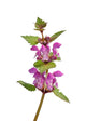 Spotted Deadnettle Lamium Maculatum Wall Decal